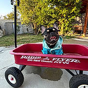 Johnny Cash joined the competition — help win amazing prizes! dog, french_bulldog, wagon, radio_flyer, outdoor, backyard, grass, tree, concrete, sunlight, happy, pet, animal, smiling, blue_jacket, toy, playful, canine, summer, nature