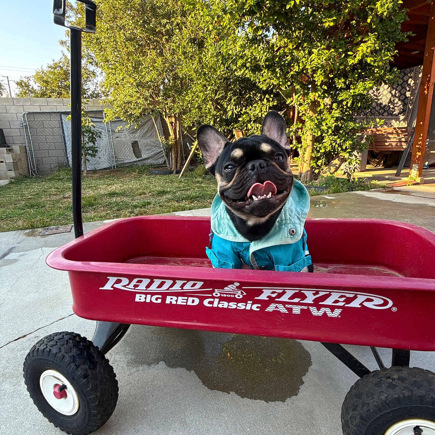 Johnny Cash joined the competition — help win amazing prizes! animal, backyard, blue_jacket, canine, concrete, dog, french_bulldog, grass, happy, nature, outdoor, pet, playful, radio_flyer, smiling, summer, sunlight, toy, tree, wagon