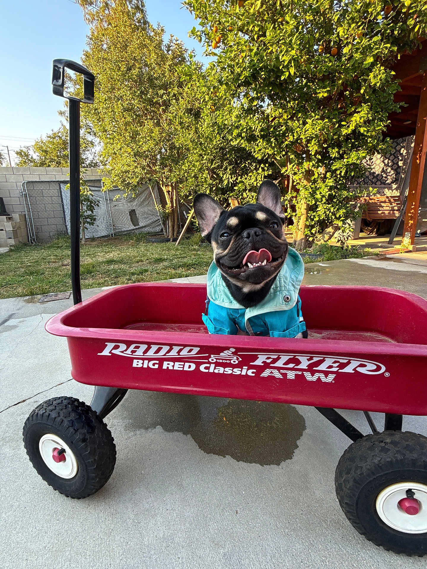 Johnny Cash joined the competition — help win amazing prizes! dog, french_bulldog, wagon, radio_flyer, outdoor, backyard, grass, tree, concrete, sunlight, happy, pet, animal, smiling, blue_jacket, toy, playful, canine, summer, nature