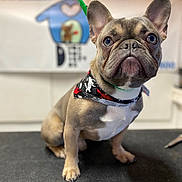 Blu joined the competition — help win amazing prizes! dog, french_bulldog, puppy, bandana, pet, animal, canine, sitting, indoor, cute, portrait, fur, ears, nose, eyes, pet_accessory, close_up, looking_up, adorable, companion