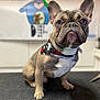 dog, french_bulldog, puppy, bandana, pet, animal, canine, sitting, indoor, cute, portrait, fur, ears, nose, eyes, pet_accessory, close_up, looking_up, adorable, companion