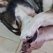 Thor participe au concours pour gagner de l'argent avec cette photo : dog, sleeping, paw, floor, tile, pet, canine, fur, collar, resting, cute, domestic_animal, animal, closeup, indoor, quiet, relaxation, cozy, napping, peaceful