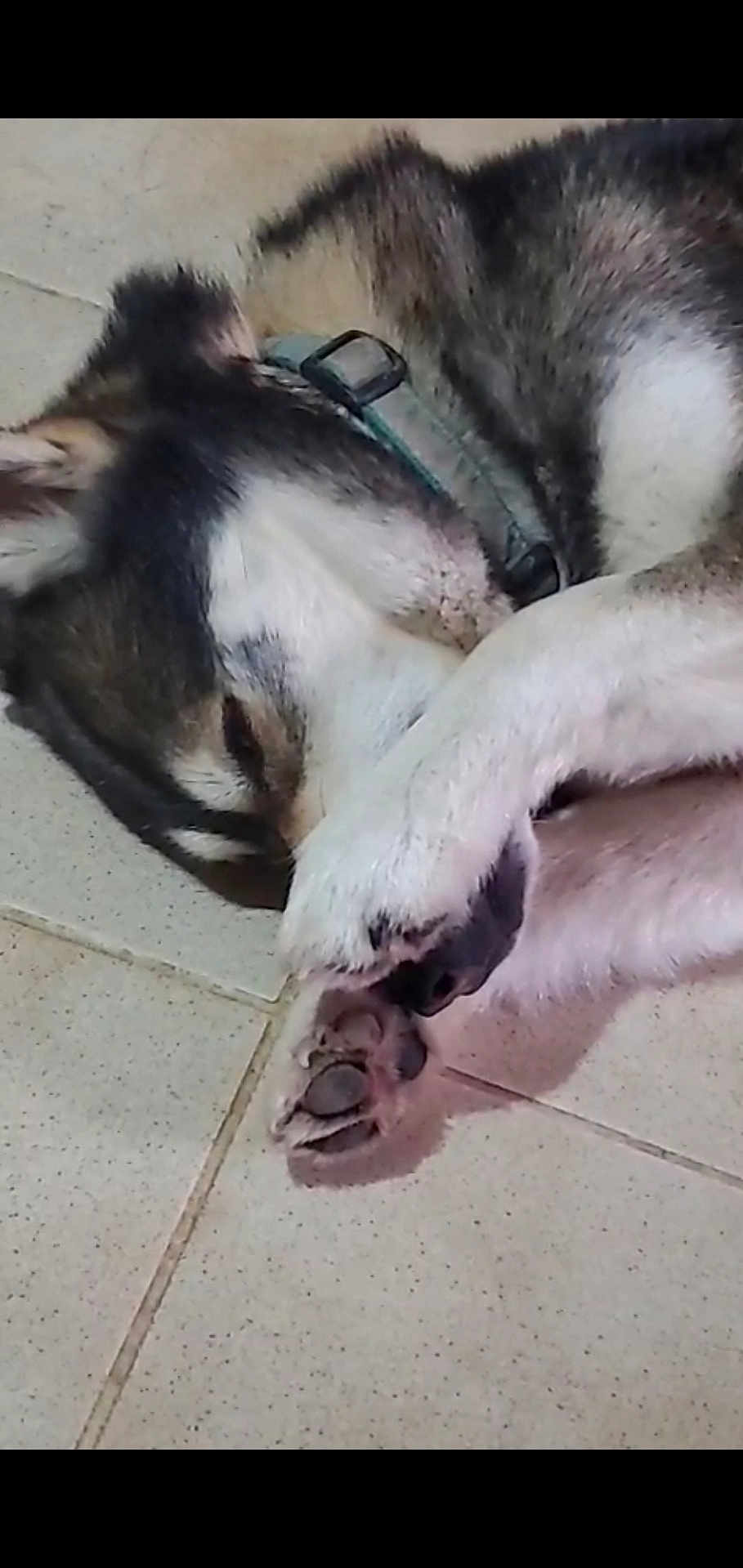 Thor participe au concours pour gagner de l'argent avec cette photo : dog, sleeping, paw, floor, tile, pet, canine, fur, collar, resting, cute, domestic_animal, animal, closeup, indoor, quiet, relaxation, cozy, napping, peaceful