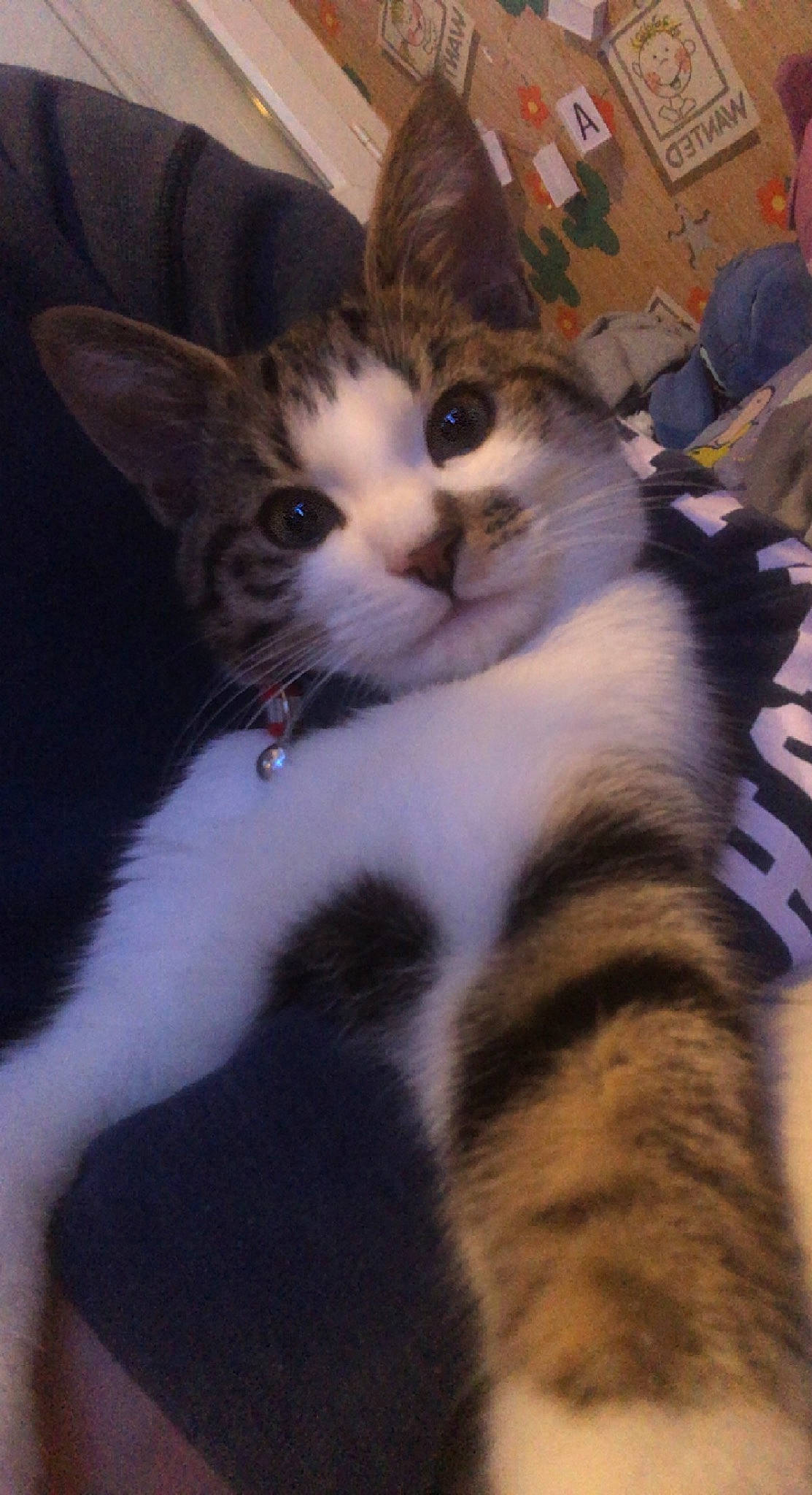 Tigrou a rejoint le concours — aidez-le/la à gagner de superbes lots ! carnivore, cat, claw, comfort, domestic_short_haired_cat, felidae, fur, mammal, paw, plant, small_to_medium_sized_cats, snout, tail, terrestrial_animal, vertebrate, whiskers