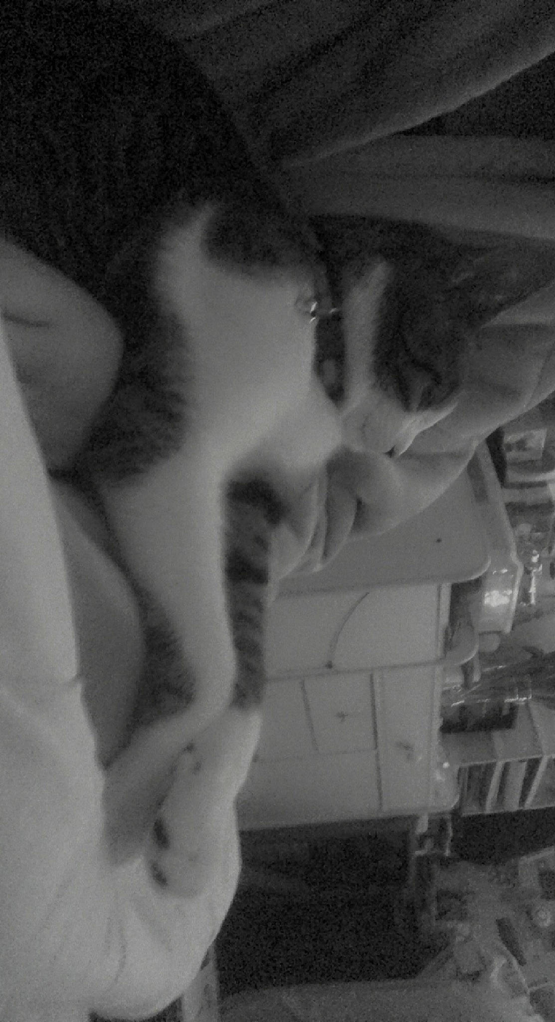 Tigrou participe au concours pour gagner de l'argent avec cette photo : black_and_white, carnivore, cat, domestic_short_haired_cat, ear, felidae, fur, jaw, monochrome, monochrome_photography, paw, small_to_medium_sized_cats, snout, style, tail, whiskers