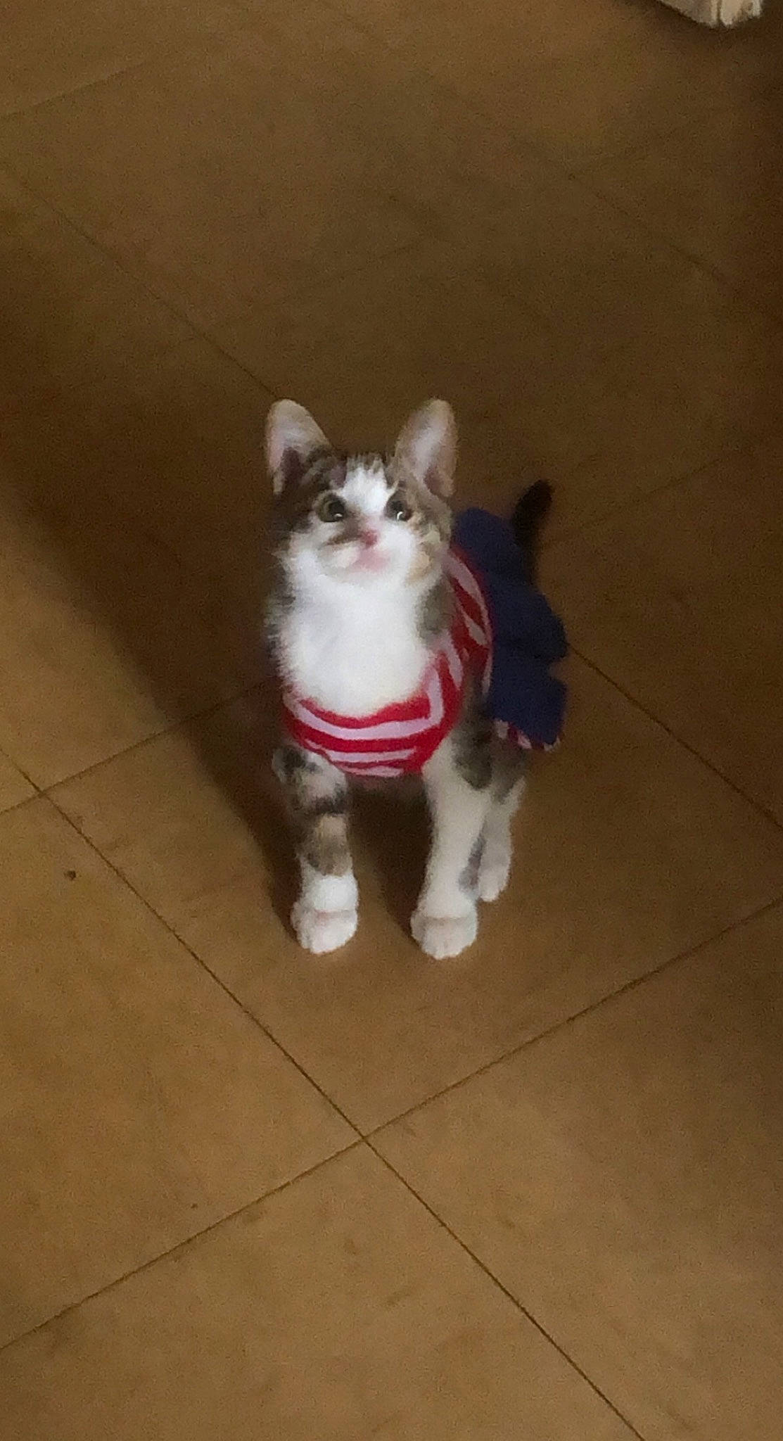 Tigrou participe au concours pour gagner de l'argent avec cette photo : carnivore, cat, companion_dog, dog_breed, domestic_short_haired_cat, fawn, felidae, floor, flooring, foot, fur, hardwood, human_leg, paw, small_to_medium_sized_cats, snout, tail, tile_flooring, whiskers, wood