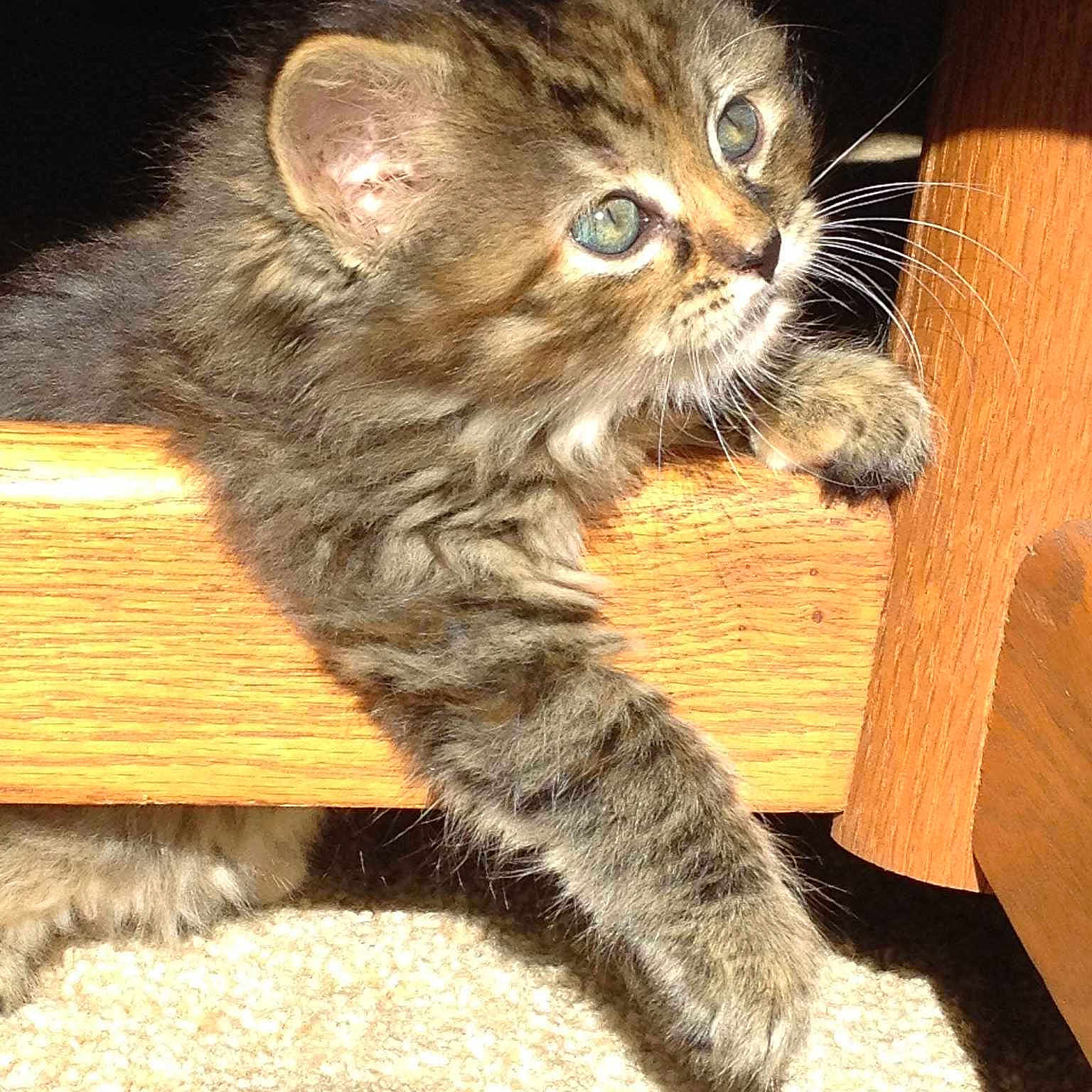 Daisy joined the competition — help win amazing prizes!