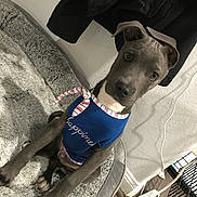 Bleu joined the competition — help win amazing prizes! puppy, dog, gray_dog, blue_shirt, pet_bed, indoor, curious, sitting, pet_clothing, wooden_floor, power_strip, dog_bed, cozy, young_dog, animal, pet, domestic, home, furniture, blanket