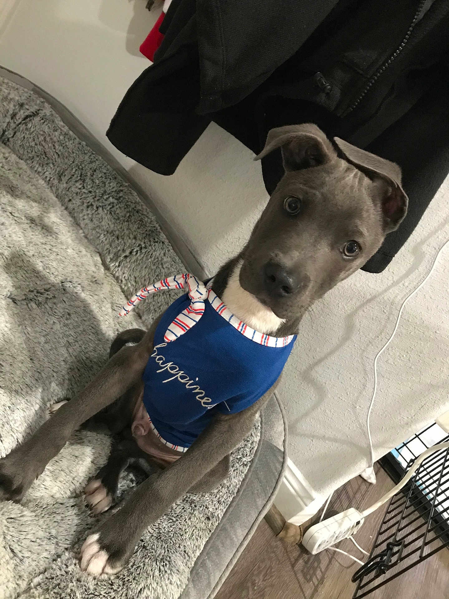 Bleu