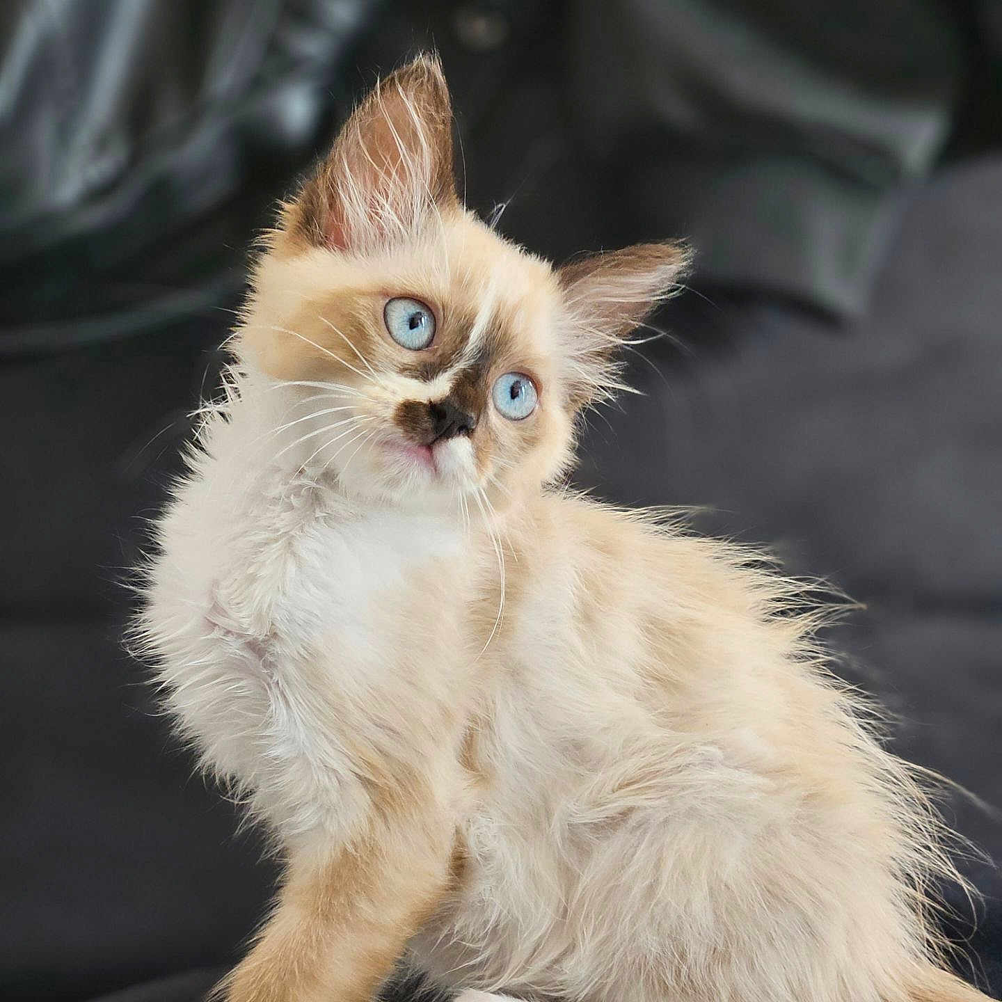 Hina participe au concours pour gagner de l'argent avec cette photo : abyssinian, angora, animal, cat, kitten, manx, pet, siamese