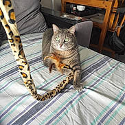 Bubulle a rejoint le concours — aidez-le/la à gagner de superbes lots ! abyssinian, accessories, animal, bag, bed, bedroom, cat, couch, cushion, electronics, furniture, handbag, homedecor, indoors, mobilephone, person, pet, phone, plywood, wood