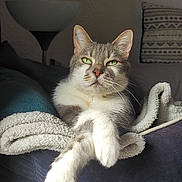 Pompom a rejoint le concours — aidez-le/la à gagner de superbes lots ! cat, animal, pet, feline, relaxed, cozy, blanket, indoor, fur, whiskers, green_eyes, paws, portrait, lamp, couch, texture, resting, comfortable, domestic, calm