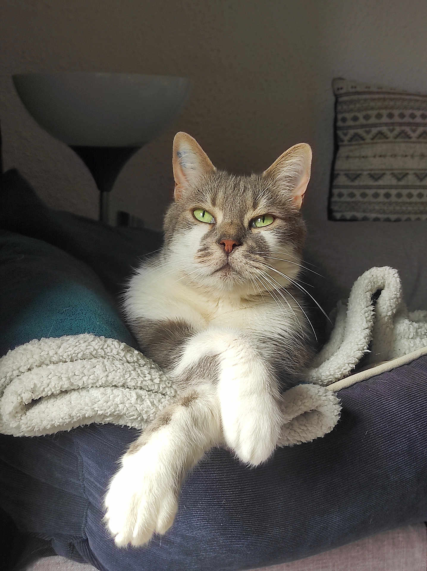 Pompom a rejoint le concours — aidez-le/la à gagner de superbes lots ! cat, animal, pet, feline, relaxed, cozy, blanket, indoor, fur, whiskers, green_eyes, paws, portrait, lamp, couch, texture, resting, comfortable, domestic, calm