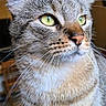 Grisou participe au concours pour gagner de l'argent avec cette photo : cat, tabby_cat, close_up, portrait, indoor, pet, feline, whiskers, green_eyes, fur, animal, domestic_animal, face, ears, nose, looking_away, soft_lighting, warm_tones, household, cute