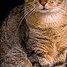 cat, tabby_cat, pet, animal, feline, sitting, fur, whiskers, ears, eyes, domestic_animal, indoor, portrait, looking, cute, striped, mammal, closeup, quiet, alert