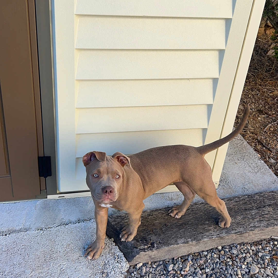 Athena a rejoint le concours — aidez-le/la à gagner de superbes lots ! animal, brown, concrete, curious, dog, door, ears, gravel, house, light_eyes, nature, outdoor, pet, puppy, siding, standing, sunlight, tail, tan, young