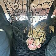 Athena a rejoint le concours — aidez-le/la à gagner de superbes lots ! dog, mesh_net, car_interior, face, teeth, closed_eyes, brown_dog, seat, seatbelt, netting, funny_expression, pet, animal, vehicle, resting, trapped, closeup, canine, mouth, snout