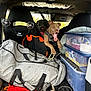 dog, car_interior, pet, seat, storage_box, bag, harness, red_blanket, window, fan, netting, leash, black_dog, brown_dog, seat_back, road_trip, vehicle, adventure, tongue_out, excited
