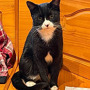 Chopos is registered to the contest to win money with this photo: animal, bench, black_and_white, cat, closeup, cozy, curious, domestic, feline, fur, household, indoor, looking_at_camera, paws, pet, portrait, sitting, tail, whiskers, wooden_bench