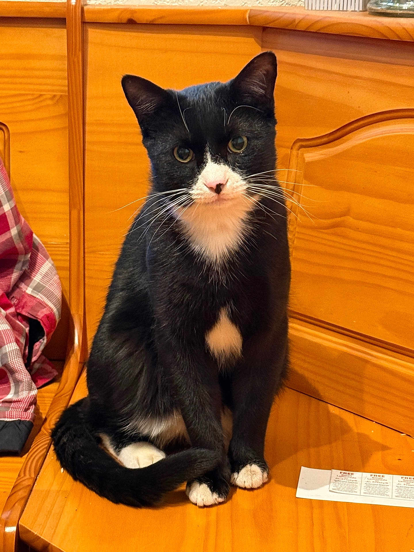 Chopos is registered to the contest to win money with this photo: animal, bench, black_and_white, cat, closeup, cozy, curious, domestic, feline, fur, household, indoor, looking_at_camera, paws, pet, portrait, sitting, tail, whiskers, wooden_bench