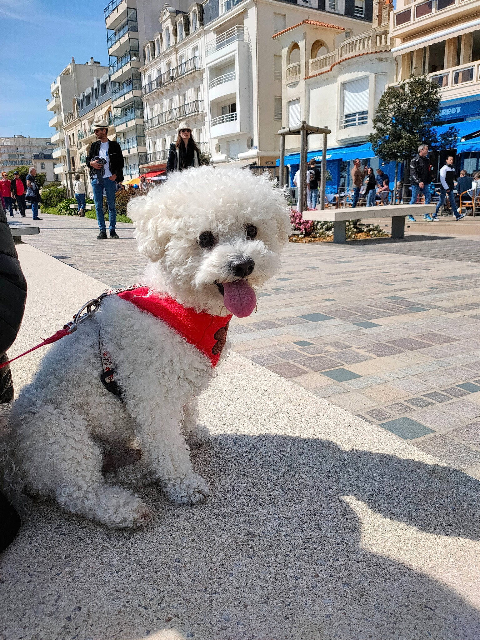 Litchy a rejoint le concours — aidez-le/la à gagner de superbes lots ! building, canidae, carnivore, city, cloud, collar, companion_dog, dog, dog_breed, dog_collar, fashion_accessory, fur, poodle, road_surface, sidewalk, sky, sporting_group, street, toy_dog, window