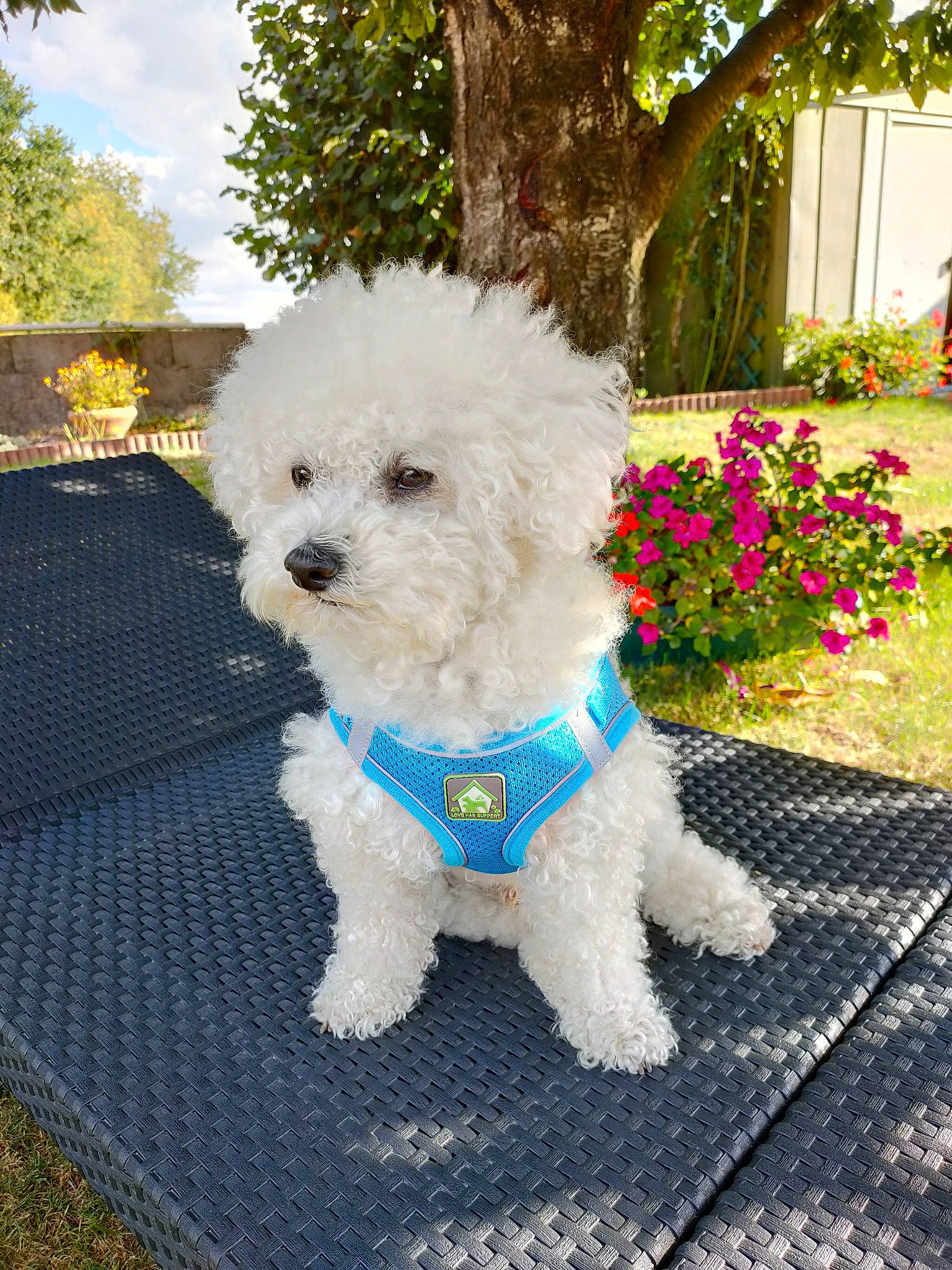 Litchy a rejoint le concours — aidez-le/la à gagner de superbes lots ! canidae, carnivore, companion_dog, dog, dog_breed, dog_collar, dog_supply, flower, grass, labradoodle, plant, poodle, sky, snout, sporting_group, tail, terrier, toy_dog, tree, water_dog