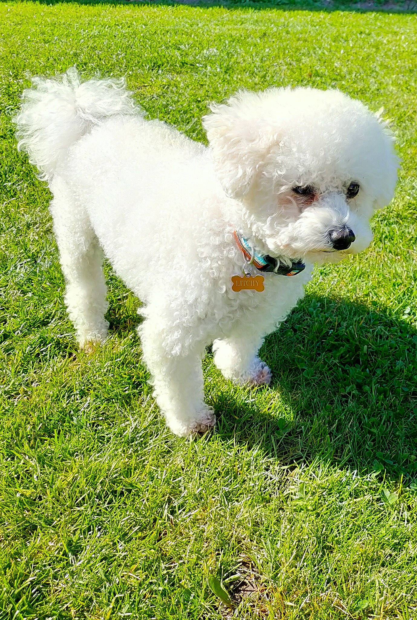 Litchy a rejoint le concours — aidez-le/la à gagner de superbes lots ! canidae, carnivore, companion_dog, dog, dog_breed, dog_collar, grass, maltepoo, non_sporting_group, plant, poodle, snout, sporting_group, toy_dog, water_dog, working_animal