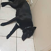 Blacko a rejoint le concours — aidez-le/la à gagner de superbes lots ! black_cat, borador, canidae, carnivore, cat, dog_breed, felidae, flat_coated_retriever, small_to_medium_sized_cats, sporting_group, tail