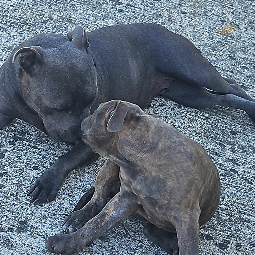 Orka participe au concours pour gagner de l'argent avec cette photo : affection, animal, bond, brown_dog, canine, closeup, companions, concrete, dog, friendship, gray_dog, lying_down, outdoor, pet, playful, puppy, sitting, sniffing, texture, two_dogs