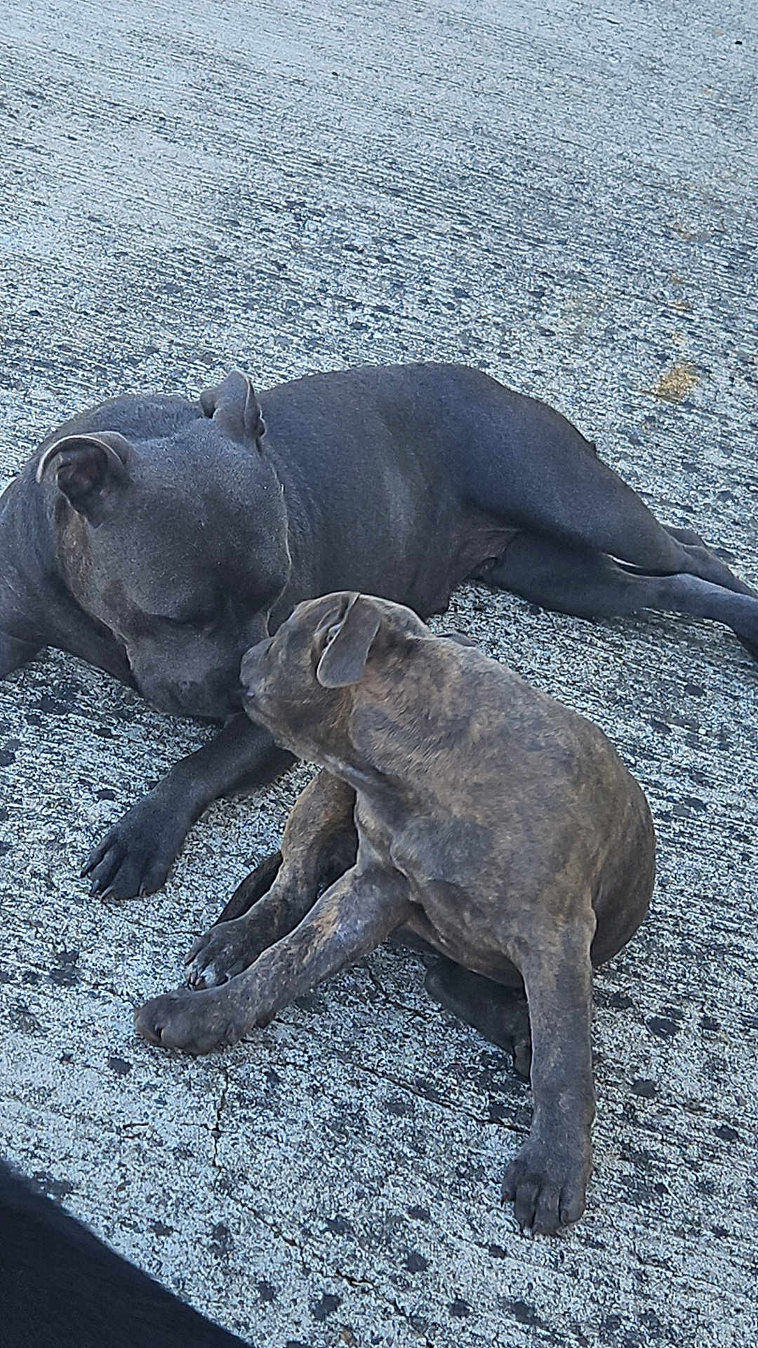 Orka participe au concours pour gagner de l'argent avec cette photo : dog, puppy, canine, pet, animal, outdoor, concrete, texture, friendship, sniffing, lying_down, sitting, brown_dog, gray_dog, closeup, playful, bond, companions, two_dogs, affection