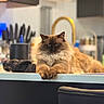 cat, fluffy_cat, long_hair, blue_eyes, brown_fur, dark_face, animal, pet, domestic_cat, portrait, close_up, indoor, kitchen, countertop, paws, lounging, sitting, whiskers, ears, photography