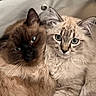 Grogu is registered to the contest to win money with this photo: cats, two_cats, fluffy, long_hair, feline, pets, portrait, close_up, blue_eyes, green_eyes, whiskers, ears, fur, brown_cat, cream_cat, striped_cat, cozy, indoor, bedding, animal_photography