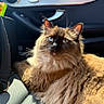 Grogu is registered to the contest to win money with this photo: cat, fluffy, long_hair, blue_eyes, whiskers, feline, pet, animal, sitting, lying_down, car_interior, car_seat, vehicle, sunlight, portrait, close_up, brown_fur, cream_fur, relaxed, cute