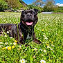 black_dog, blue_sky, buttercup, canine, collar, daisy, dog, field, grass, greenery, happy, nature, outdoor, pet, playful, smiling, summer, sunny, tongue_out, wildflowers