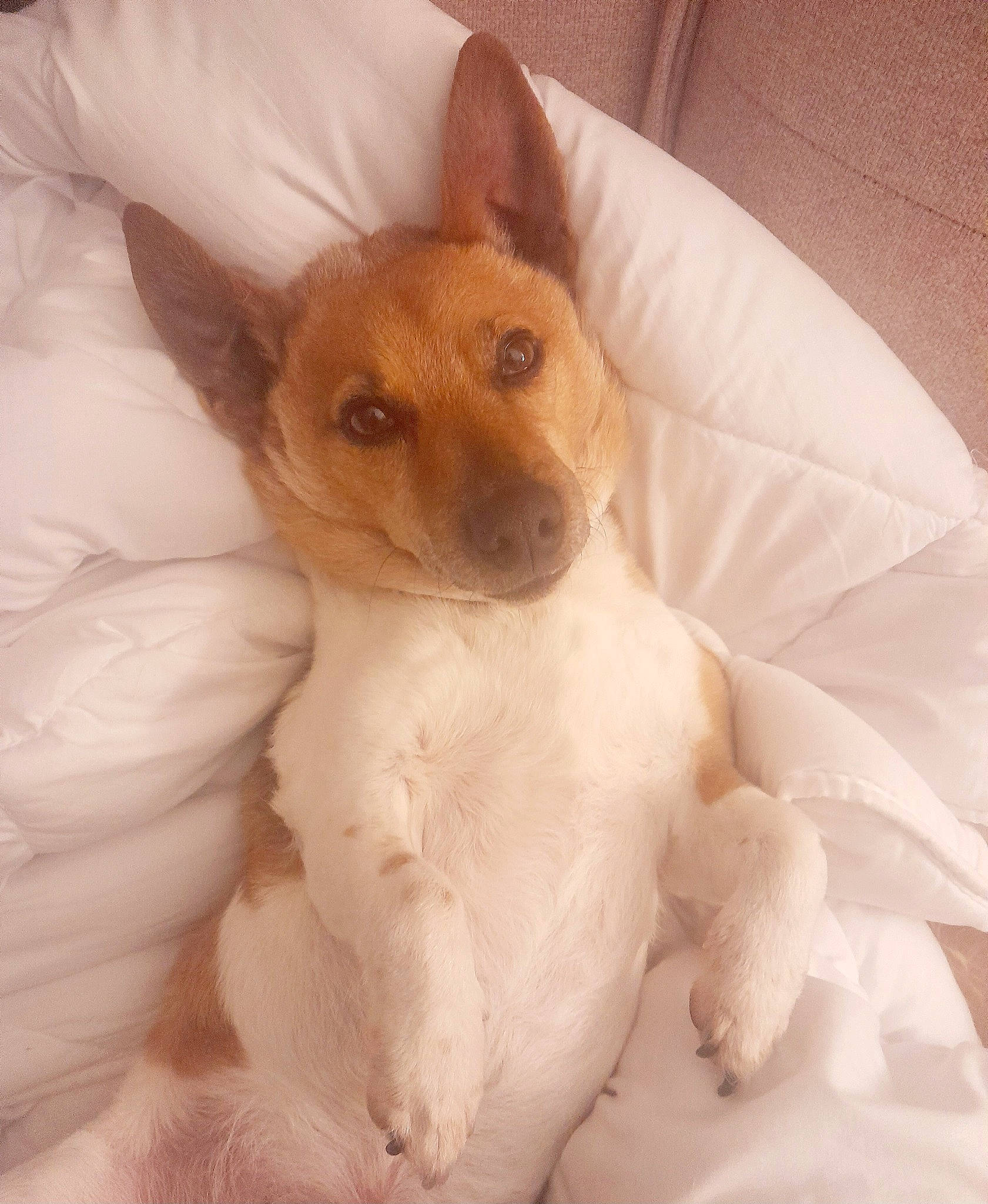 Coucou participe au concours pour gagner de l'argent avec cette photo : ancient_dog_breeds, canidae, carnivore, comfort, companion_dog, dog, dog_bed, dog_breed, dog_sports, dog_supply, ear, fawn, fur, paw, snout, sporting_group, terrestrial_animal, toy_dog, whiskers, working_animal