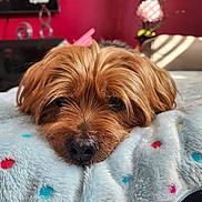 Milo is registered to the contest to win money with this photo: dog, brown_dog, pet, blanket, soft_texture, indoor, resting, closeup, cozy, furry, cute, animal, face, snout, fur, background, flower_vase, decor, relaxation, home