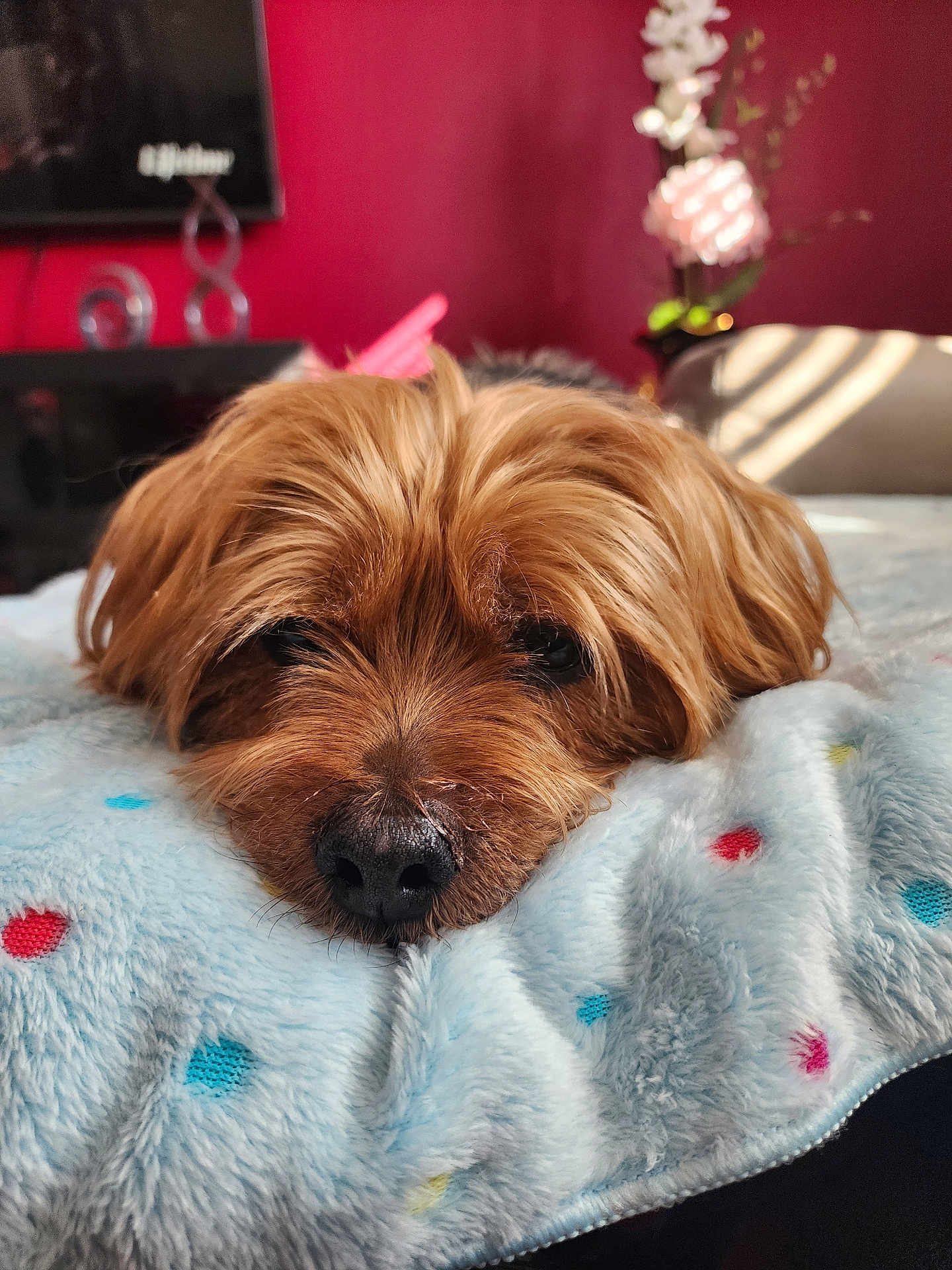 Milo is registered to the contest to win money with this photo: dog, brown_dog, pet, blanket, soft_texture, indoor, resting, closeup, cozy, furry, cute, animal, face, snout, fur, background, flower_vase, decor, relaxation, home