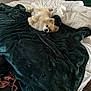 Monster joined the competition — help win amazing prizes! dog, bed, blanket, pillow, white_bedding, green_blanket, small_dog, fluffy_dog, indoor, relaxed, cute, resting, sleepy, cozy, wooden_floor, furniture, home, pet, animal, comfortable