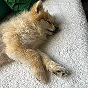 Monster is registered to the contest to win money with this photo: dog, sleeping, fluffy, pomeranian, pet, cozy, blanket, resting, cute, fur, paw, indoors, relaxation, animal, companion, calm, soft, texture, laying, peaceful