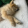 dog, sleeping, fluffy, pomeranian, pet, cozy, blanket, resting, cute, fur, paw, indoors, relaxation, animal, companion, calm, soft, texture, laying, peaceful