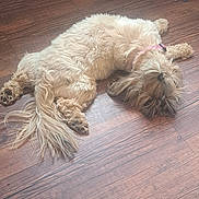 Umi a rejoint le concours — aidez-le/la à gagner de superbes lots ! animal, brown, canine, collar, cute, dog, domestic_animal, floor, fur, fur_texture, home, indoor, long_hair, lying_down, paw, pet, relaxed, resting, sleeping, wooden_floor