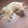 animal, brown, canine, collar, cute, dog, domestic_animal, floor, fur, fur_texture, home, indoor, long_hair, lying_down, paw, pet, relaxed, resting, sleeping, wooden_floor