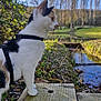 Mónaco participe au concours pour gagner de l'argent avec cette photo : cat, calico_cat, animal, pet, outdoor, nature, stream, trees, grass, wood, harness, greenery, daylight, sky, leaf, curious, calm, forest, water, side_view