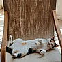 Mónaco a rejoint le concours — aidez-le/la à gagner de superbes lots ! cat, calico_cat, feline, pet, indoor, chair, fabric, wooden_armrest, relaxed, lying_down, sunlight, window_light, home, cozy, comfortable, animal, whiskers, paw, looking, resting