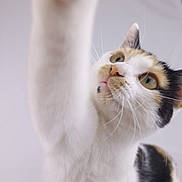 Mónaco a rejoint le concours — aidez-le/la à gagner de superbes lots ! cat, calico, pet, animal, whiskers, paw, curious, green_eyes, feline, close_up, indoor, soft_light, white_fur, black_fur, orange_fur, playful, portrait, cute, domestic_cat, focus