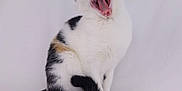 Mónaco a rejoint le concours — aidez-le/la à gagner de superbes lots ! cat, calico, yawning, animal, pet, feline, sitting, white_background, fur, whiskers, tail, mouth_open, teeth, cute, indoor, studio, portrait, expression, paw, ears