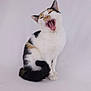 cat, calico, yawning, animal, pet, feline, sitting, white_background, fur, whiskers, tail, mouth_open, teeth, cute, indoor, studio, portrait, expression, paw, ears