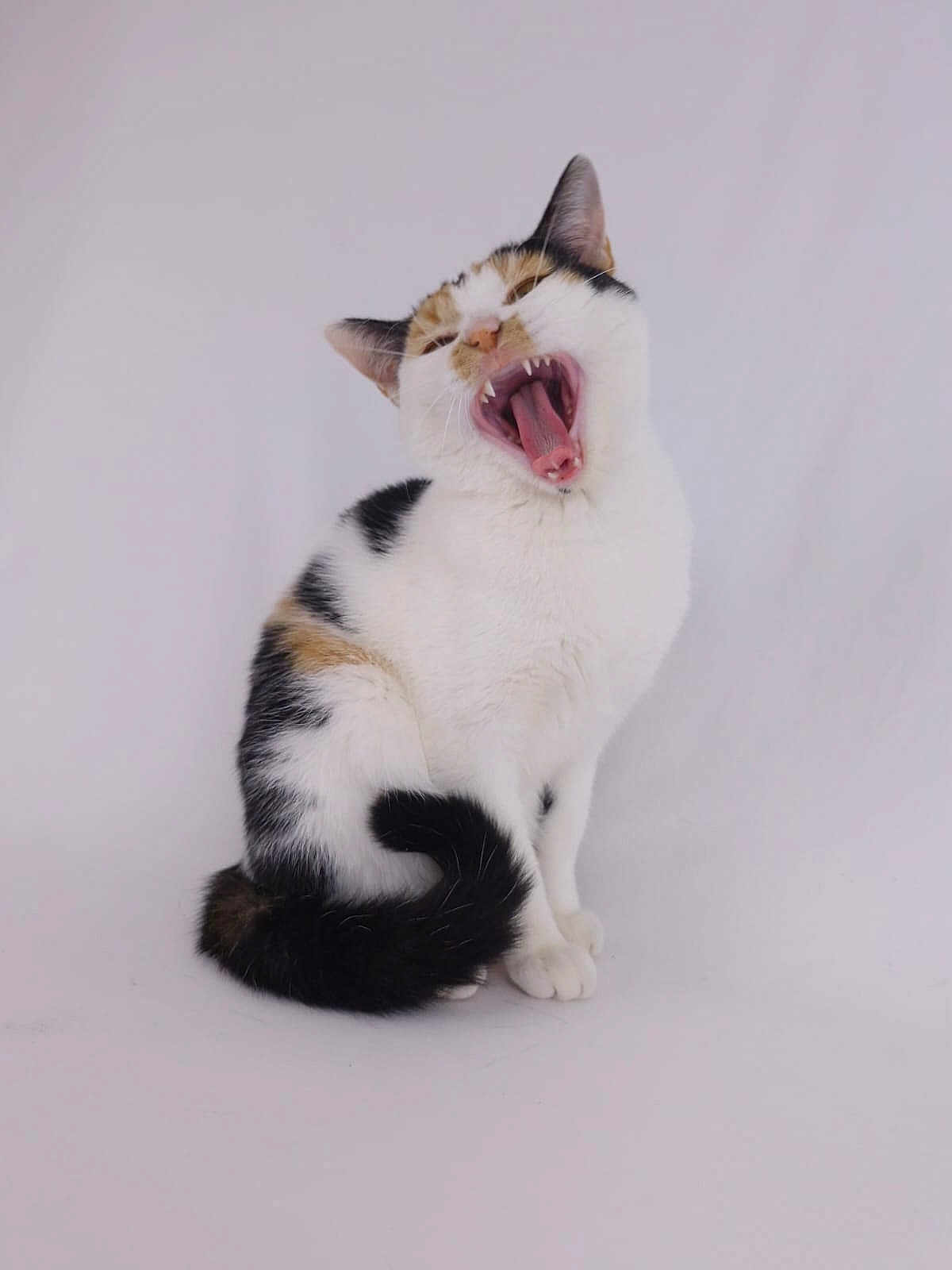 Mónaco a rejoint le concours — aidez-le/la à gagner de superbes lots ! cat, calico, yawning, animal, pet, feline, sitting, white_background, fur, whiskers, tail, mouth_open, teeth, cute, indoor, studio, portrait, expression, paw, ears