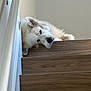 Meeka is registered to the contest to win money with this photo: companion, cozy, dog, domestic_animal, fur, head, home_interior, indoor, large_dog, muzzle, pet, portrait, rail, relaxed, resting, sleepy, stair, wall, white_dog, wooden_stairs