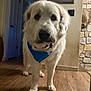 blue_bandana, close_up, dog, doorway, eyes, framed_picture, hardwood_floor, indoor, large_breed, living_room, muzzle, nose, paws, pet, portrait, standing, stone_wall, toy, white_fur, wood_floor